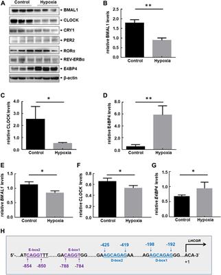 Acute hypoxia induced dysregulation of clock-controlled ovary functions